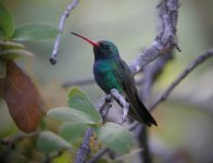 3136 broad-billed hummingbird 1.jpg