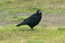 Rook2_Ayr_21Jun09.JPG