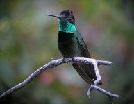 3224 magnificent hummingbird 1.jpg