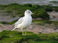 L1250312_Ring-billed Gull.jpg