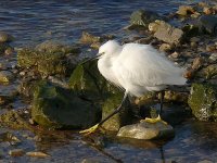 L1250320_Little Egret.jpg