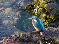 L1250337_Kingfisher.jpg