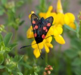 Five-spot-burnet.jpg