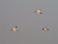 Common Redshanks flying (1024x768).jpg