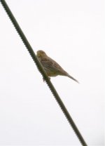 CornBunting.jpg