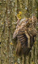 TreeCreeper.jpg