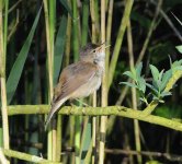 Warbler - Reed 2.jpg