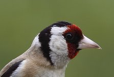 Goldfinch-Portrait.jpg