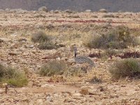 L1260809_Houbara Bustard.jpg