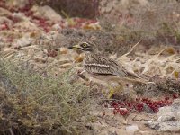 L1260816_Stonecurlew.jpg