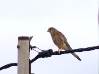 L1260837_Fuerteventura Common Kestrel.jpg