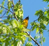 Baltimore Oriole.JPG