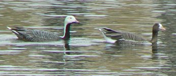 Geese_London_31May09.JPG