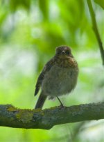 Juv.Robin.jpg