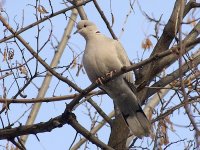 L1250758_Collared Dove.jpg