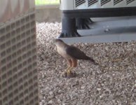 Bird of Prey at Work.jpg