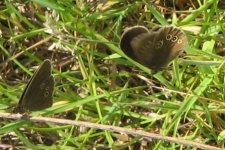 Ringlet.jpg