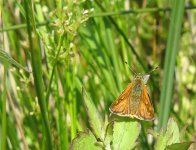 Skipper Upton Fen 2.jpg