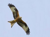 Red Kite 4779 -1 web uusi.jpg