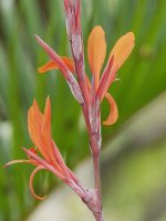 flower G1 nik300.4_1340925.jpg