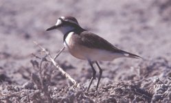 Charadrius thoracicus Ifaty Madagaskar 011029 2.jpg