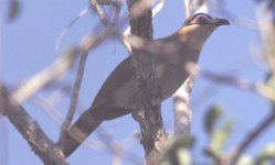 Coua cursor Ifaty Madagaskar 011029.jpg