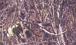 Coua verreauxi La Mangrove Madagaskar 011026.jpg