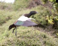 paradise shelduck male BF.jpg