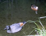 paradise shelduck pair BF.jpg