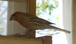 Unidentified Finch 1.JPG