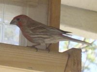 Unidentified Finch 2.JPG