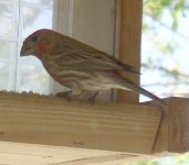 Unidentified Finch 3.JPG