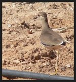 White Tailed Plover.JPG