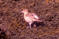 whimbril 10 apr carlingford bay.jpg