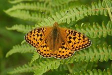 Fritillary-sp.-1.jpg