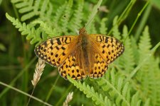 Fritillary-sp.-2.jpg