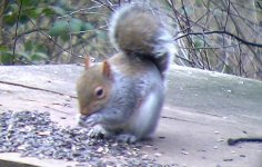 grey squirrel.JPG