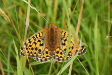 Fritillary-sp.-5.jpg