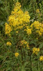 Ragwort01.jpg