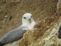 fulmar.JPG