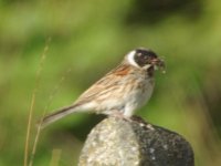 Reed Bunting.JPG