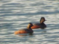 BN Grebe2.JPG