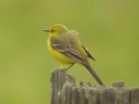 Yellow Wag1.JPG