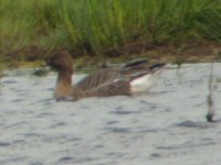 Pink Footed Goose.JPG