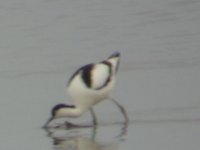 Avocet2.JPG