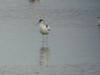 Avocet4.JPG