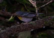 Northern Parula.JPG