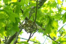 yellow-throatedvireo2009 (Large).jpg