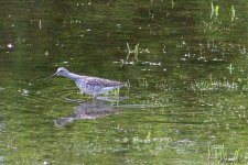 greateryellowlegs2009.jpg