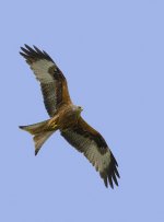 red kite a.jpg